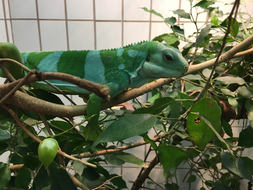 Gebändeter Fidschileguan auf einem Ast in einem Terrarium
