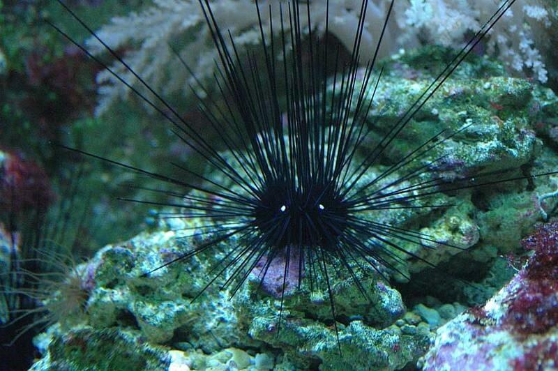 Ein schwarzer Diademseeigel an einem Stein