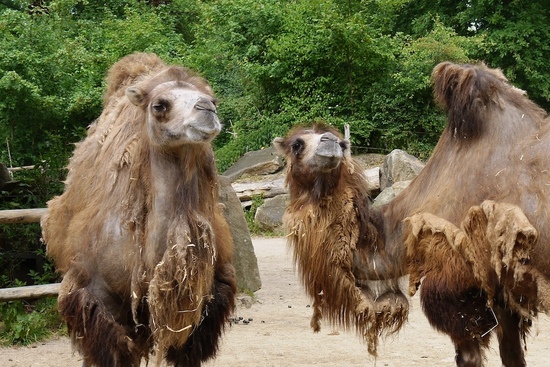 Zwei Trampeltiere stehen in ihrem Gehege im Allwetterzoo in M&uuml;nster