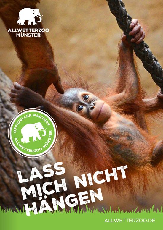 Das Titelblatt des Flyers zum Sponsoringpaket "Affenkönig" mit einem Orang Utan