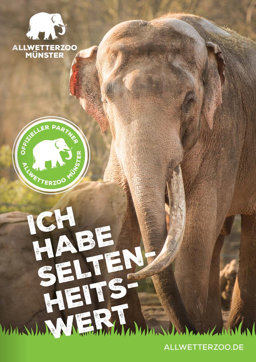 Das Titelblatt des Flyers zum Sponsoringpaket "Grauer Riese" mit einem Kamel