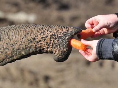 Elefantenfütterung Ein Elefantenrüssel und zwei menschliche Hände, die ihm jeweils ein Stück Karotte hinhalten