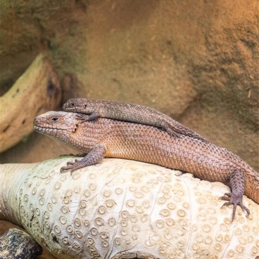 Junger Skink auf dem R&uuml;cken seiner Mutter