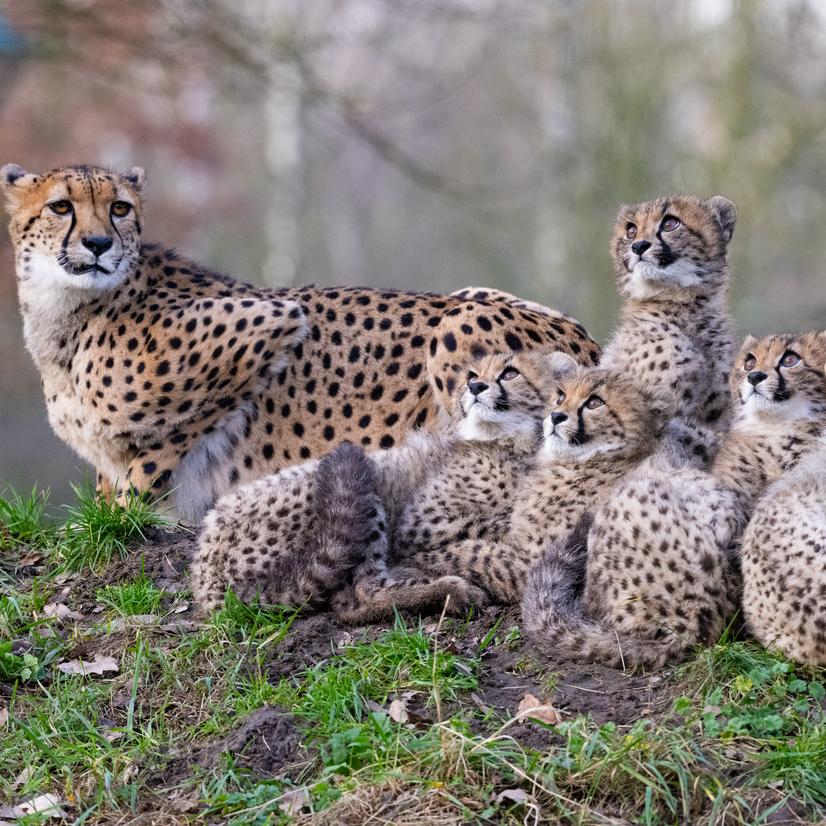 Gepardenjunge sitzen mit Mutter auf einer Wiese