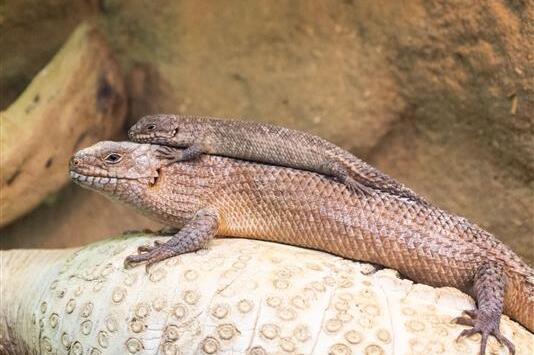 Junger Skink auf dem Rücken seiner Mutter