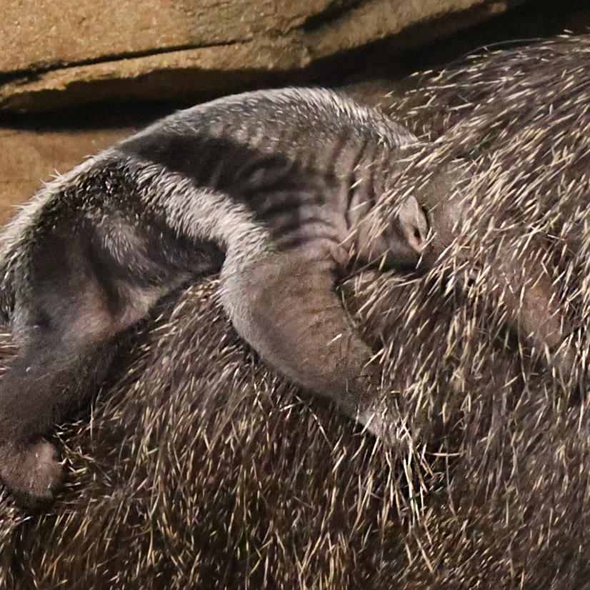 Ameisenbarjunges auf dem R&uuml;cken seiner Mutter