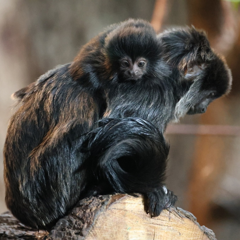 Nachwuchs vom Springtamarin auf dem R&uuml;cken seiner Mutter