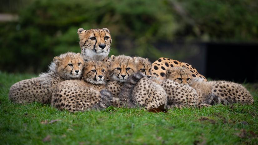 Fünf Gepardenjunge mit Mutter im Allwetterzoo Münster