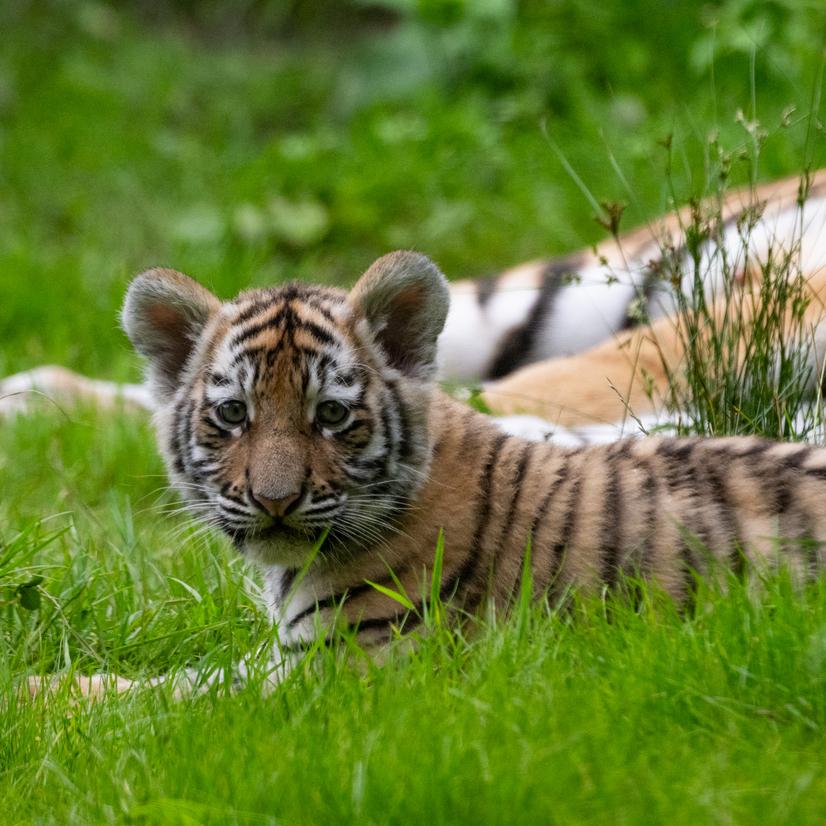Junges vom sibirischen Tiger liegt auf einer Wiese