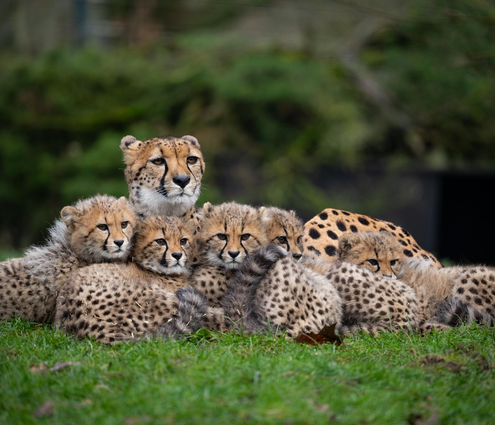 F&uuml;nf Gepardenjunge mit Mutter im Allwetterzoo M&uuml;nster