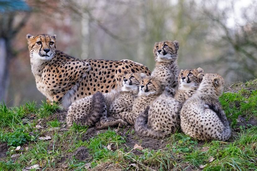 Gepardenjunge sitzen mit Mutter auf einer Wiese