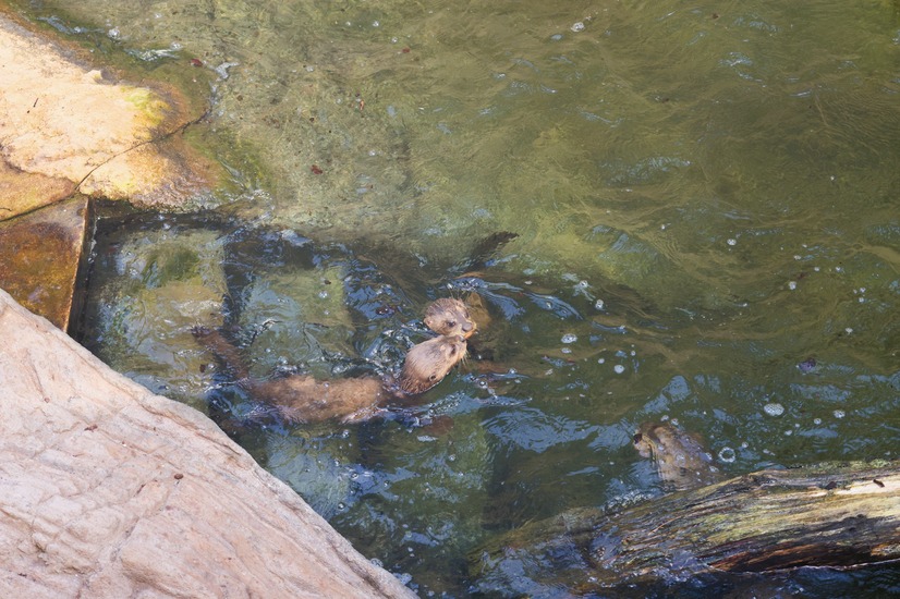 Riesenotter mit Nachwuchs im Wasser