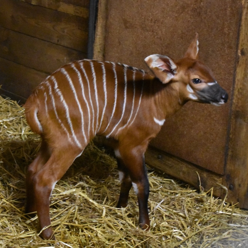 &Ouml;stlicher Bongo kurz nach der Geburt im Stall