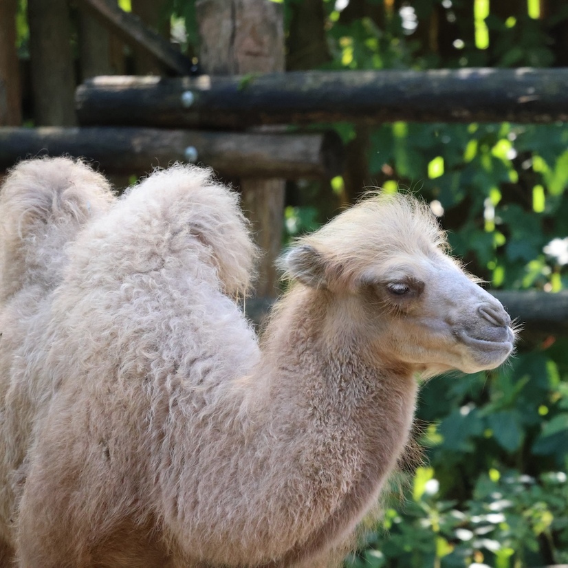 Junges Trampeltier mit hellem Fell vor einer Hecke
