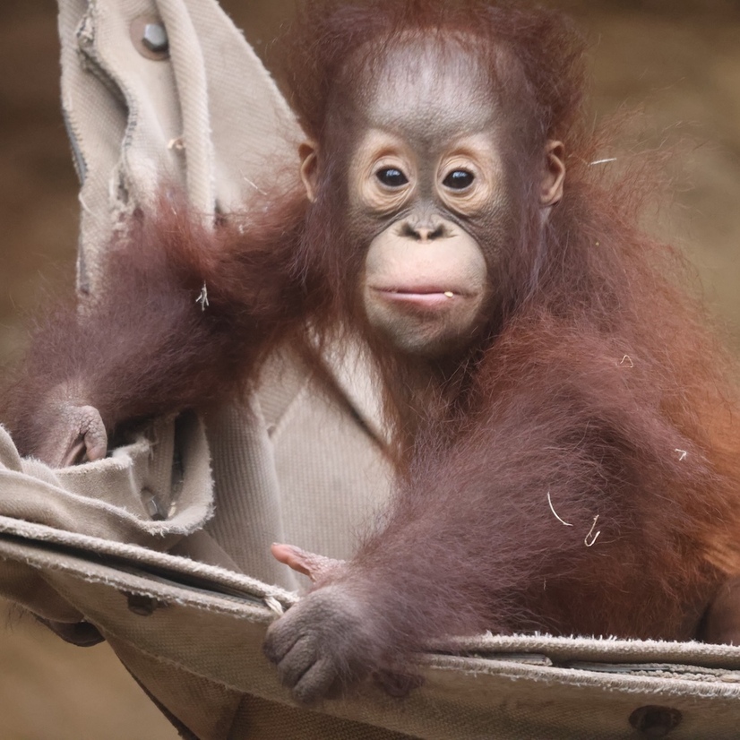 Orang-Utan Nachwuchs sitzt auf einer H&auml;ngematte