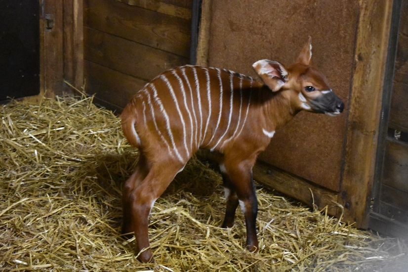 Östlicher Bongo kurz nach der Geburt im Stall