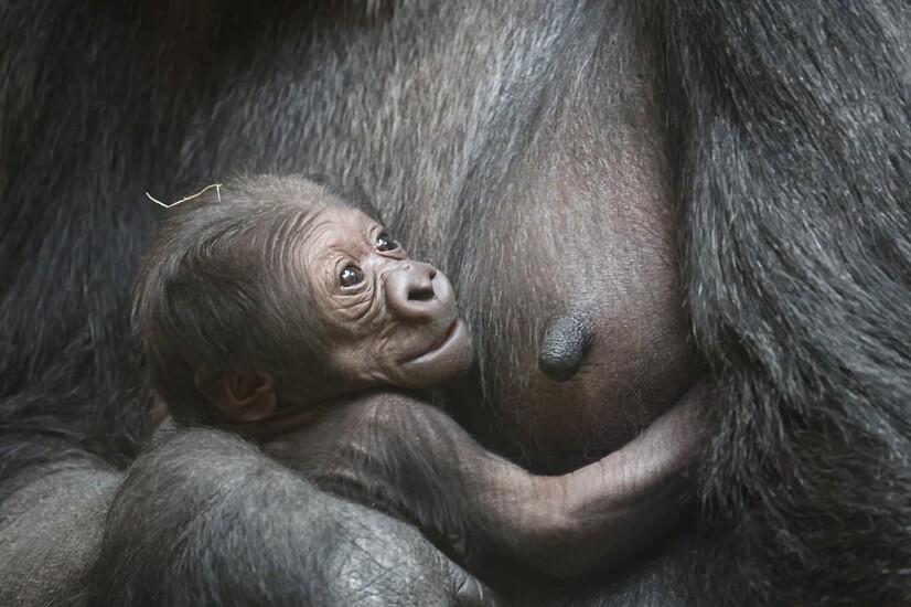 Flachlandgorillajunges im Arm der Mutter