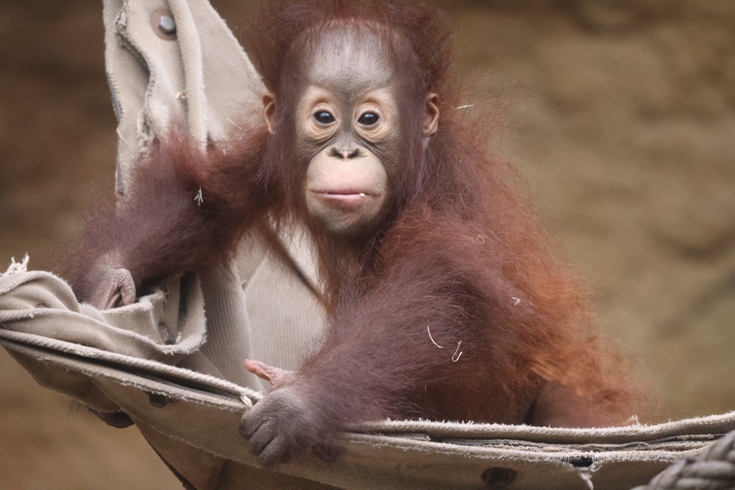 Orang-Utan Nachwuchs sitzt auf einer Hängematte