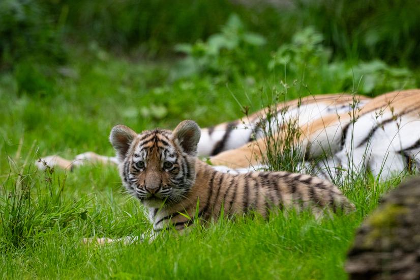 Junges vom sibirischen Tiger liegt auf einer Wiese