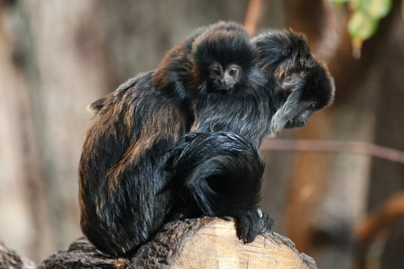 Nachwuchs vom Springtamarin auf dem Rücken seiner Mutter