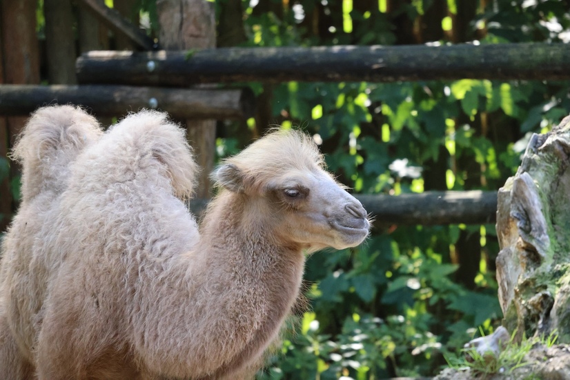 Junges Trampeltier mit hellem Fell vor einer Hecke