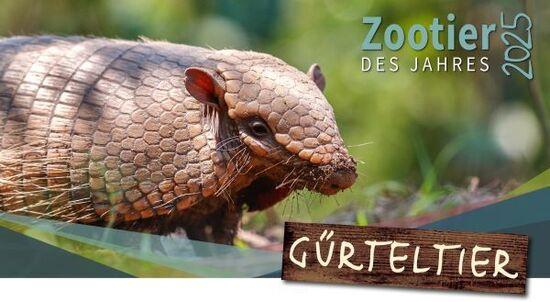 Ein kleines Gürteltier schaut umgeben von grünen Sträuchern. Rechts oben in der Ecke ist die Aufschrift "Zootier des Jahres 2025".