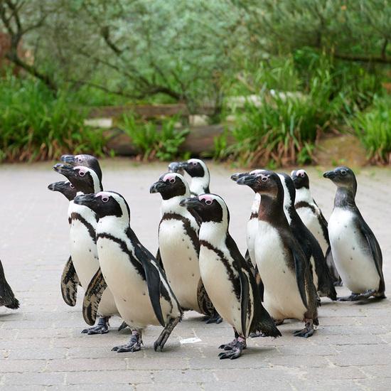Eine Gruppe Pinguine laufen über einen Weg beim Pinguinmarsch im Allwetterzoo