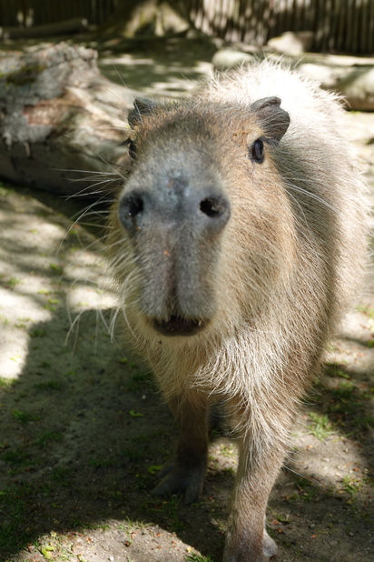 Ein Capybara (Nagetier), dass seine Nase in die Kamera streckt.