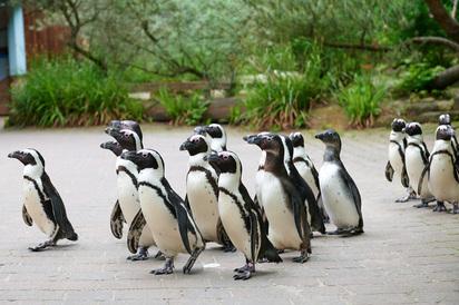 Eine Gruppe Pinguine laufen &uuml;ber einen Weg beim Pinguinmarsch im Allwetterzoo