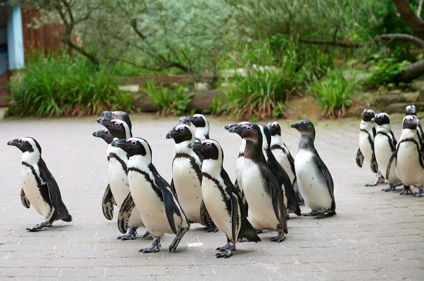 Eine Gruppe Pinguine laufen über einen Weg beim Pinguinmarsch im Allwetterzoo