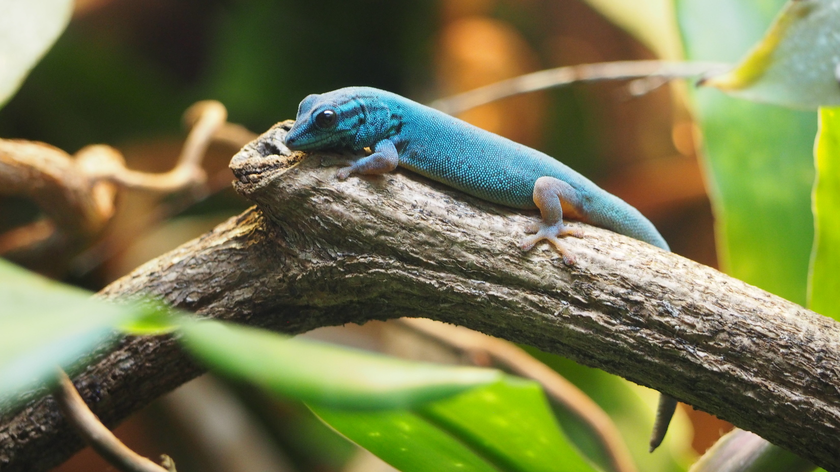 Ein kleiner blauer Gecko auf einem Ast