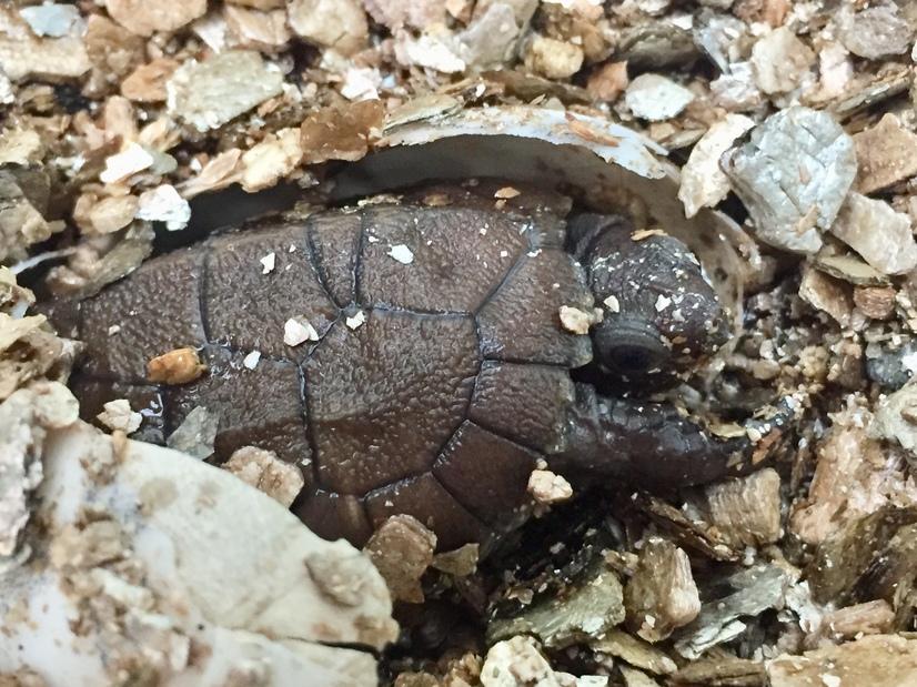Erdschildkröte nach einem Zuchterfolg zwischen kleinen Kieseln