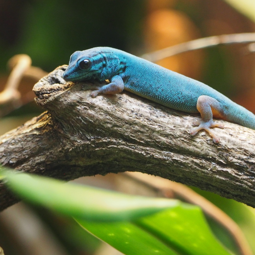 Ein kleiner blauer Gecko auf einem Ast