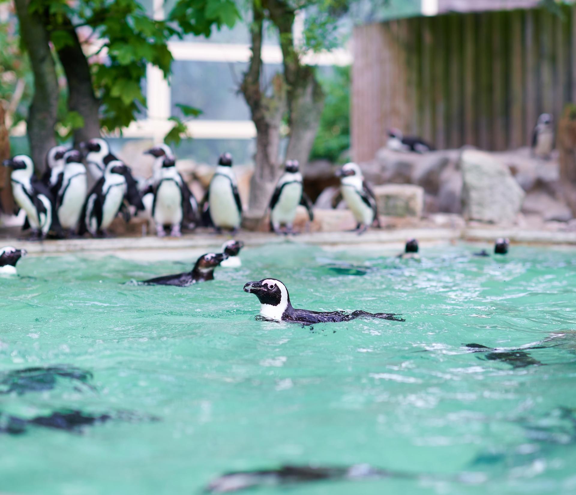 Pinguine im Zoo Münster schwimmen in ihrem Becken