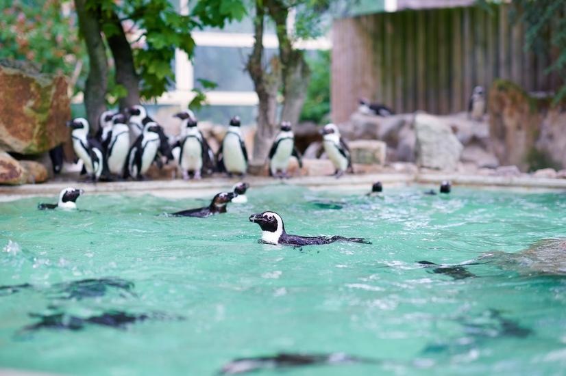 Pinguine im Zoo M&uuml;nster schwimmen in ihrem Becken