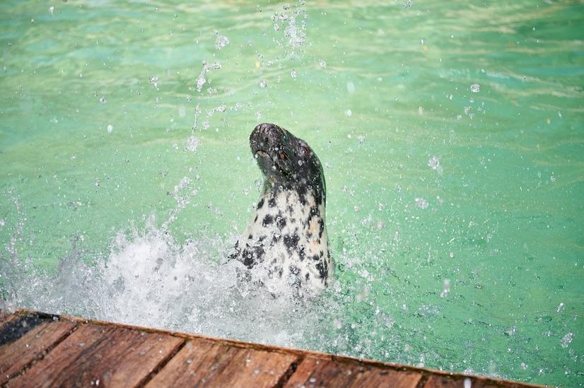 Eine Kegelrobbe im Zoo Münster spielt in ihrem Becken