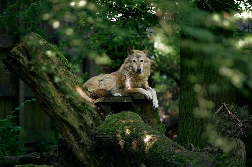 Ein Timberwolf sitzt auf einem Baumstumpf und schaut in die Kamera