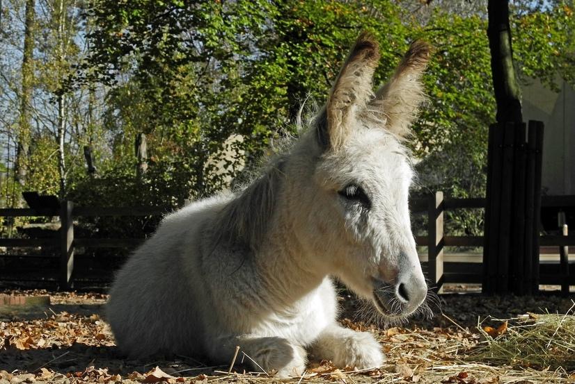 Weißer Zwergesel liegt auf dem Boden im Pferdepark
