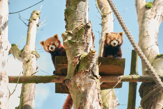 Zwei Rote Pandas schauen von ihrer Plattform herunter zu den Besuchern im Allwetterzoo M&uuml;nster.