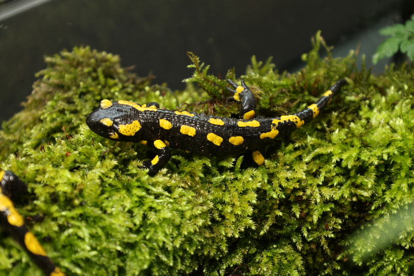 Die Feuersalamander leben im Allwetterzoo im Artenschutzcampus.