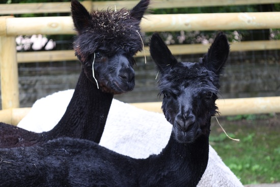 Alpakas stehen auf der ehemaligen Giraffen-Anlage im Allwetterzoo Münster.