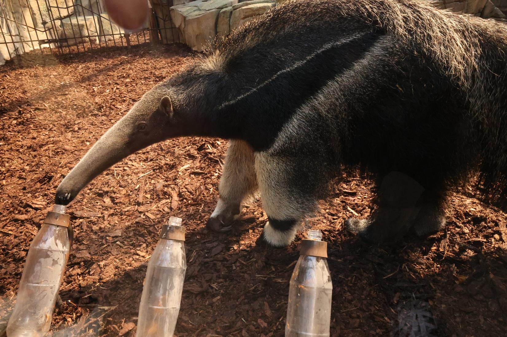 Ameisenb&auml;r Taio ist das WM-Orakel im Allwetterzoo M&uuml;nster.