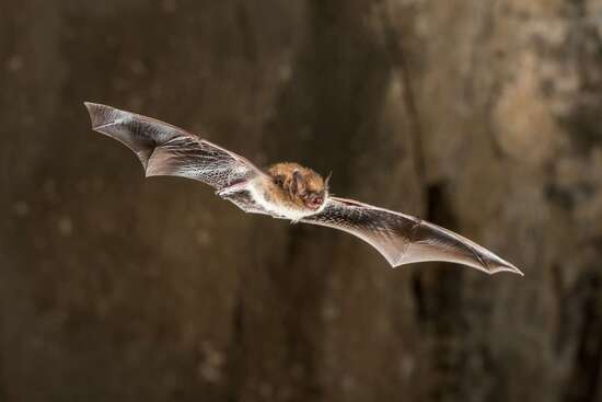 Eine Fledermaus im Flug.
