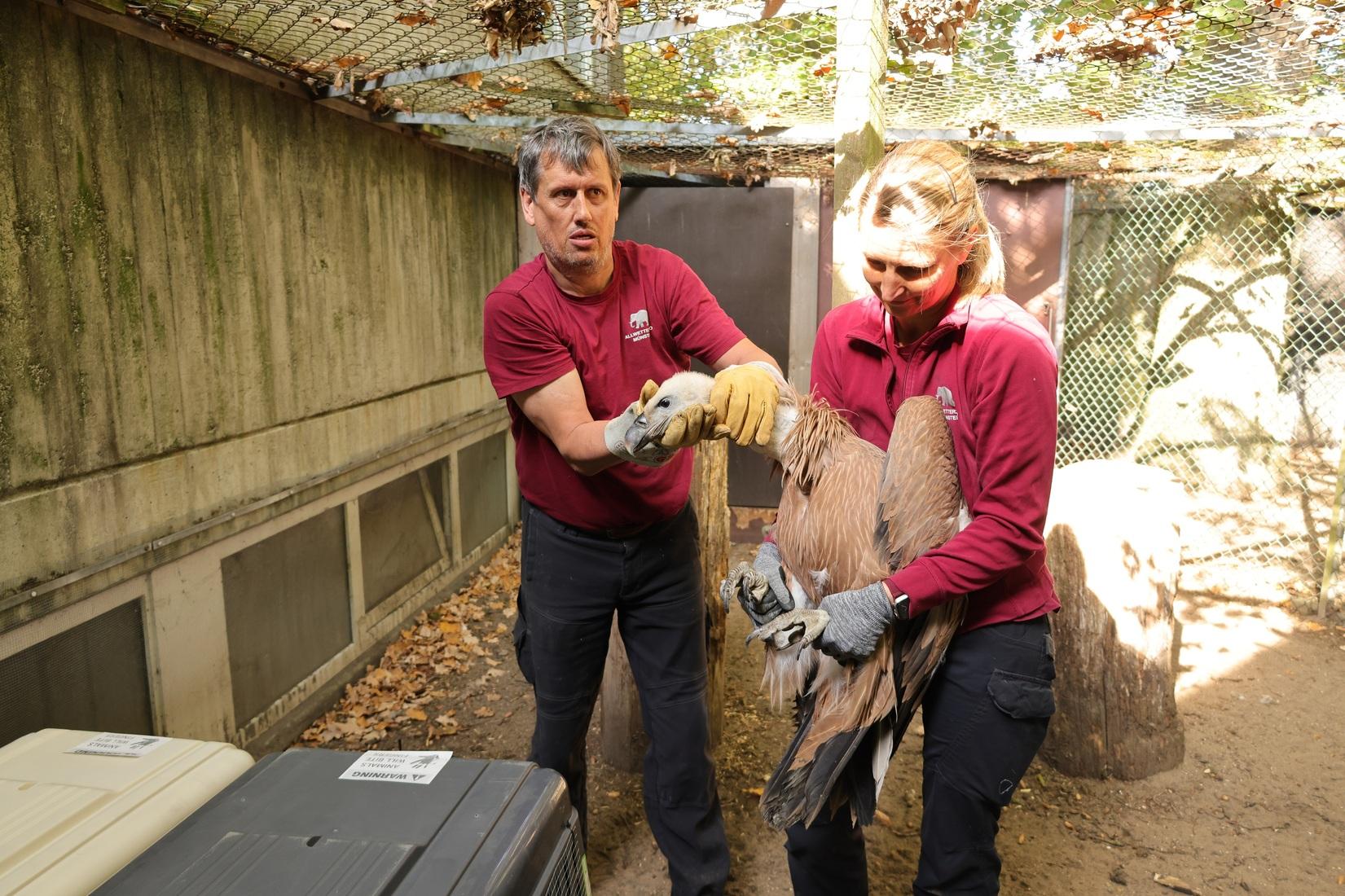 Die jungen G&auml;nsegeier im Allwetterzoo werden auf ihre Auswilderung vorbereitet.