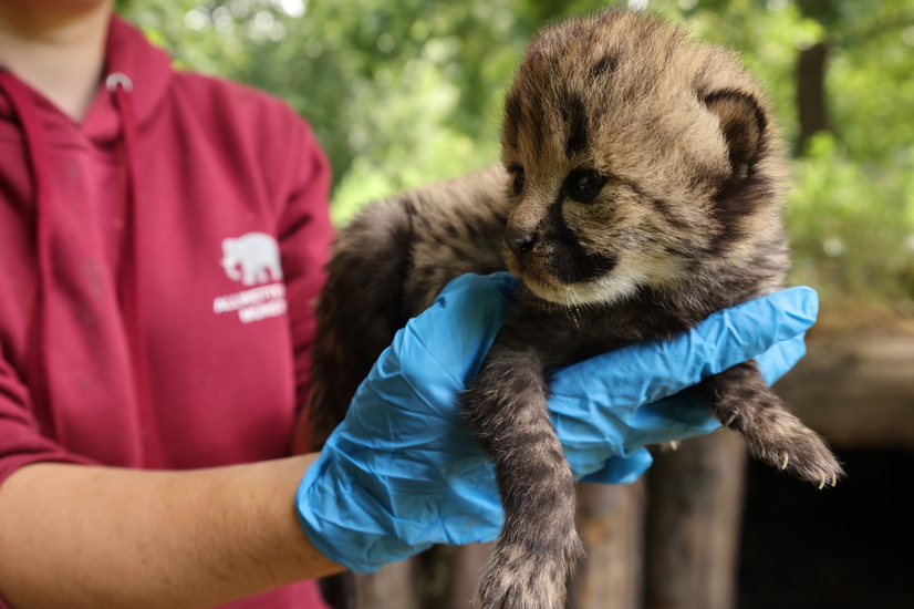 Im Juli 2026 sind im Allwetterzoo sieben Gepard-Jungtiere zur Welt gekommen.