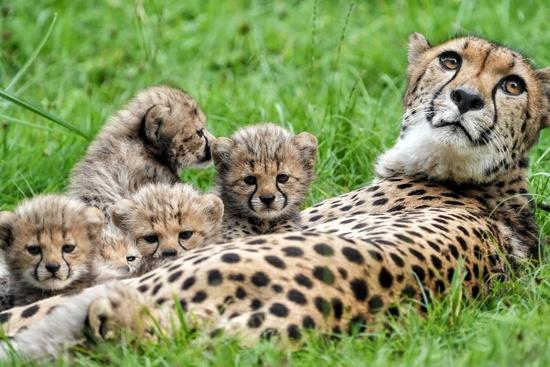 Gepardkatze Alwa liegt umringt von ihrem Nachwuchs auf der Anlage im Allwetterzoo M&uuml;nster.