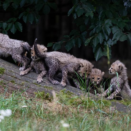 Sieben Gepard-Jungtiere gibt es im August 2026 im Allwetterzoo Münster. Sieben Gepard-Jungtiere gibt es im August 2026 im Allwetterzoo Münster.