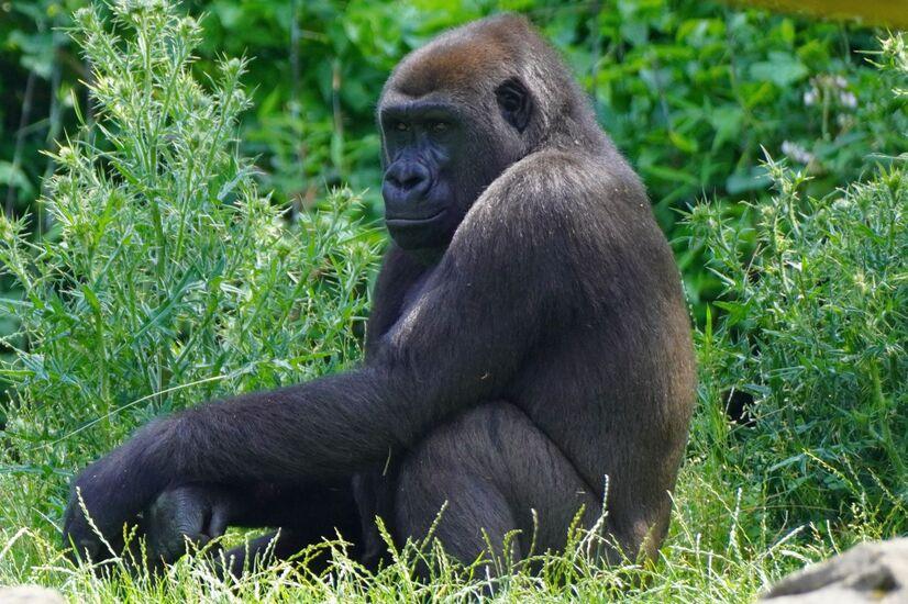Gorilla-Weibchen Tara ist aus dem Zoo Hannover in den Allwetterzoo umgezogen.