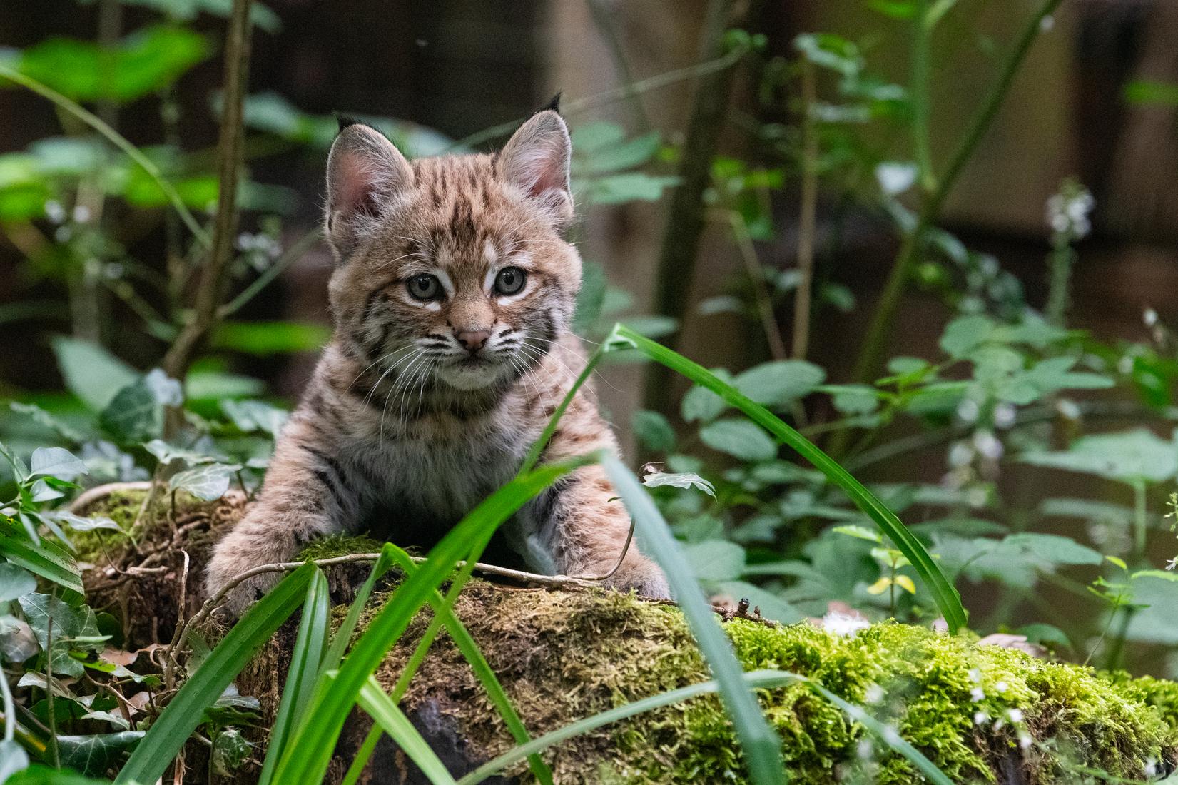 Das junge Rotwuchs-Weibchen kam im Mai 2026 im Allwetterzoo M&uuml;nster zur Welt.