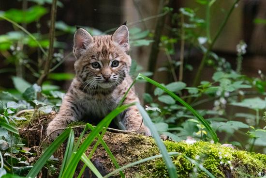 Das junge Rotwuchs-Weibchen kam im Mai 2026 im Allwetterzoo M&uuml;nster zur Welt.